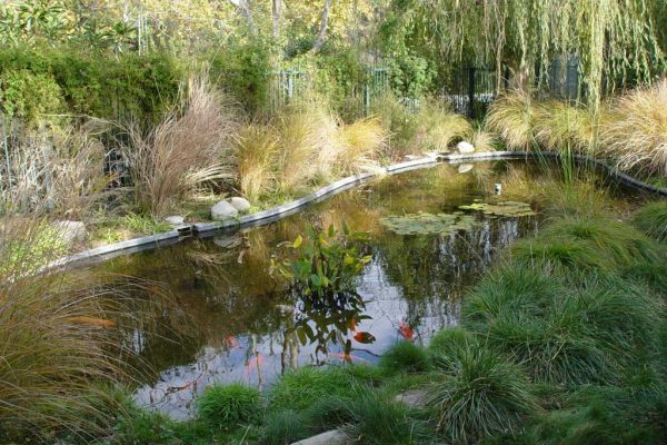 relaxing-koi-pond-custom-built_riviera-pools-and-spas_premium-pool-builder-in-los-angeles-and-southern-california